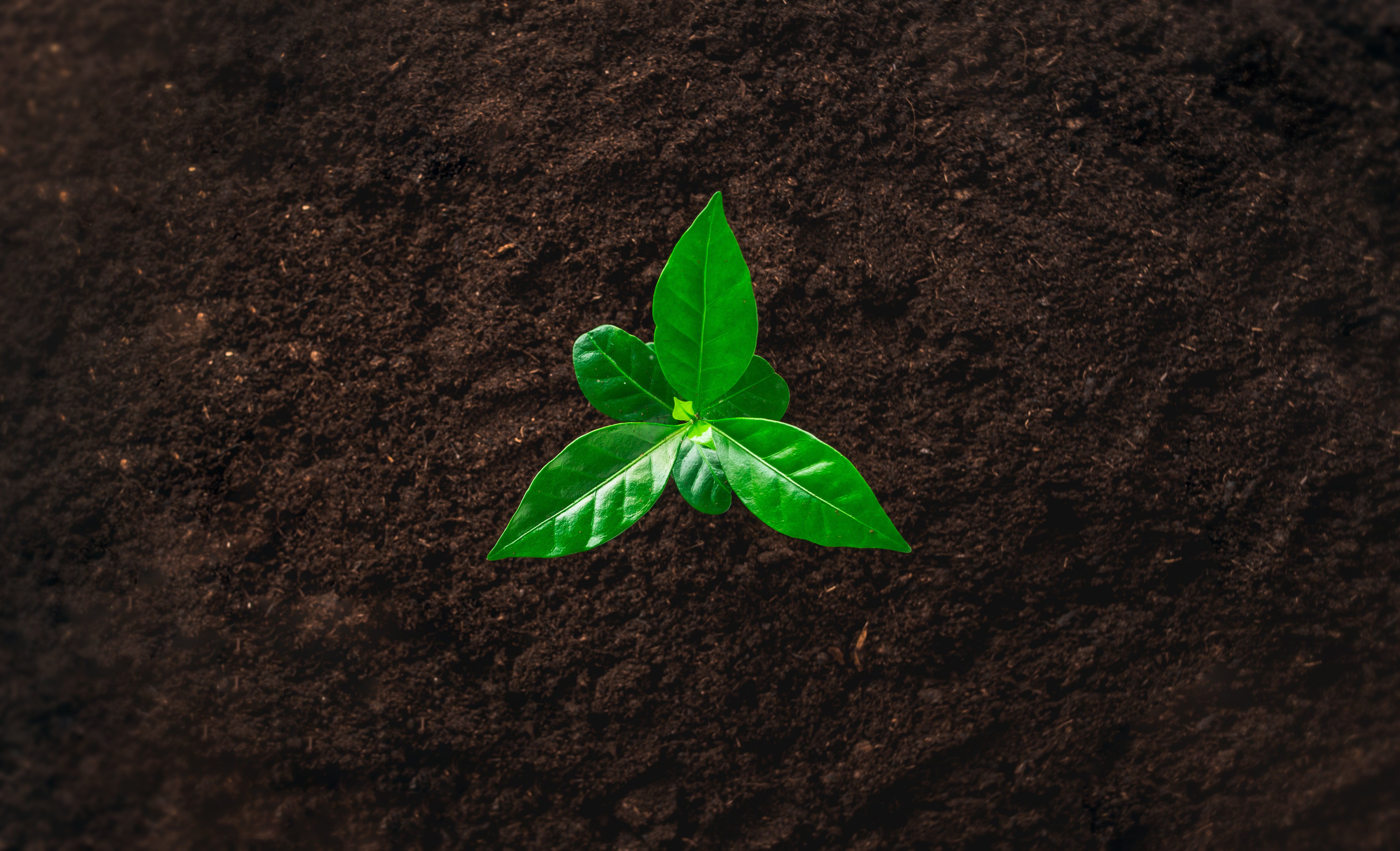 Keeping it Closer to Home: The Challenges and Rewards of Sourcing Sustainably