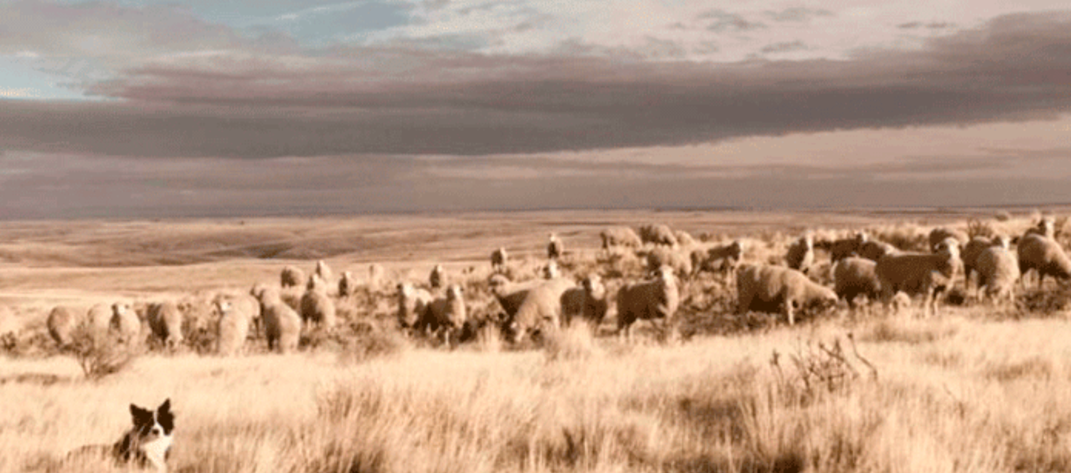 The Magic of Wool